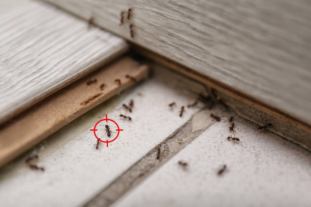 Best Mosquito Control Services  in Santa Clara, OR