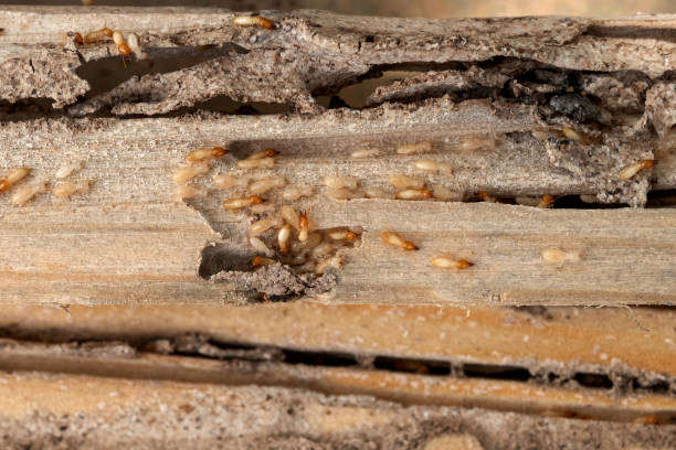 Best Best Pest Control Near Me  in Santa Clara, OR